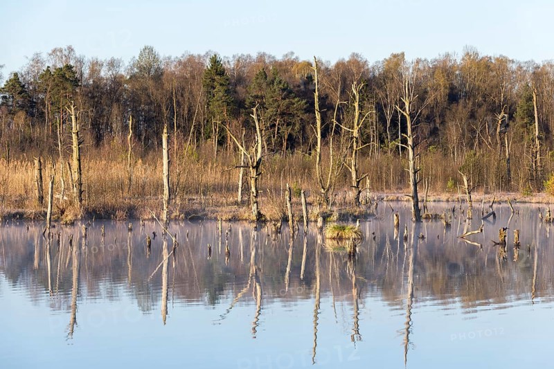 Dead trees in the Schwenninger moss