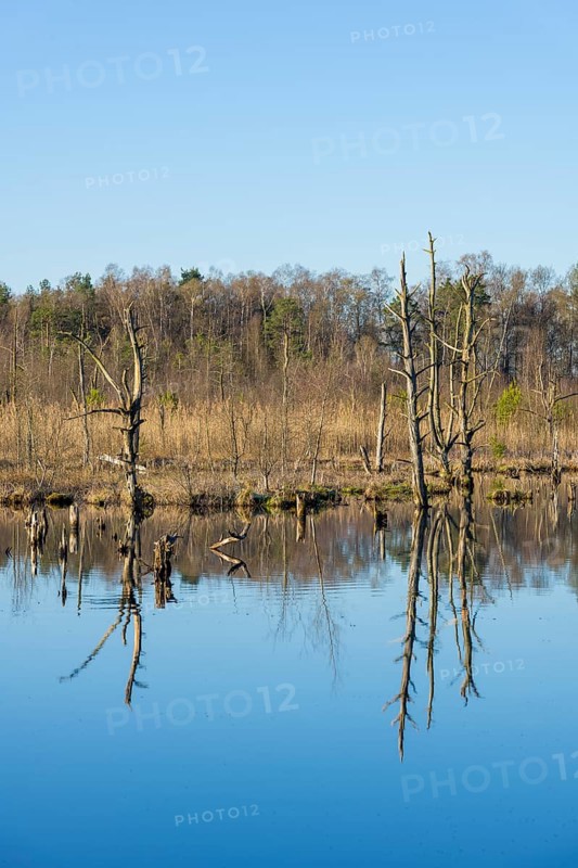 Dead trees in the Schwenninger moss