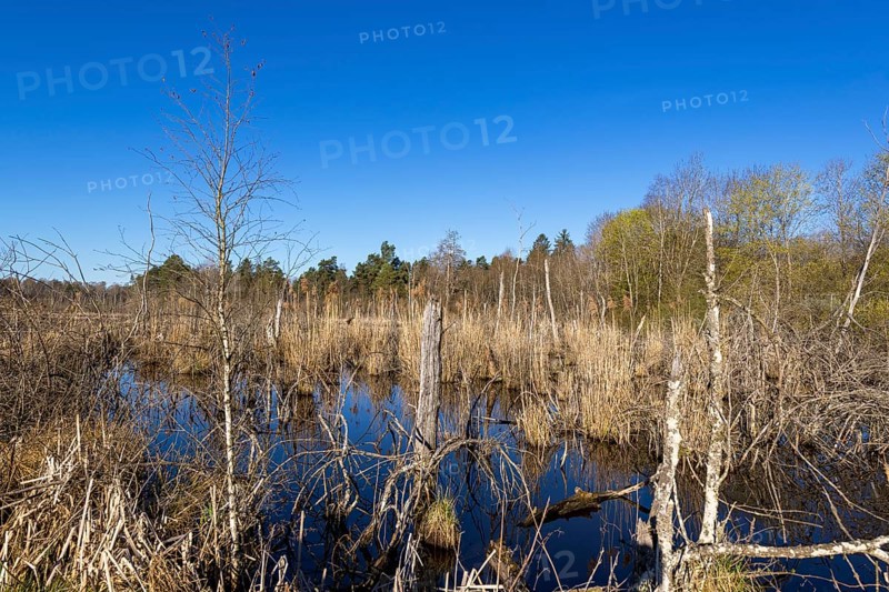 View over the Schwenninger moss