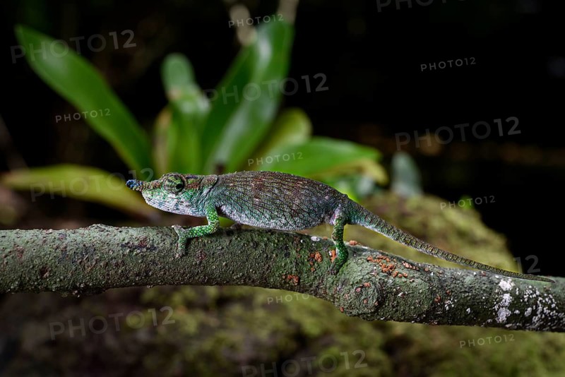 A male chameleon