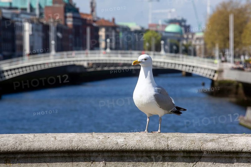 A gull commands attention in the sunshine on OConnell Bridge with the Hapenny Bridge in the background. Dublin