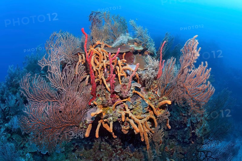 Coral block with deep sea black sea fan