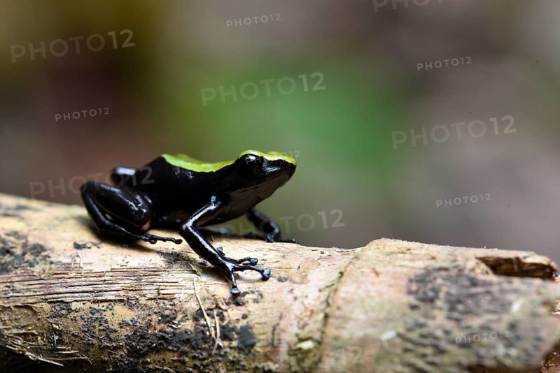 Variegated frogs of the climbing mantella