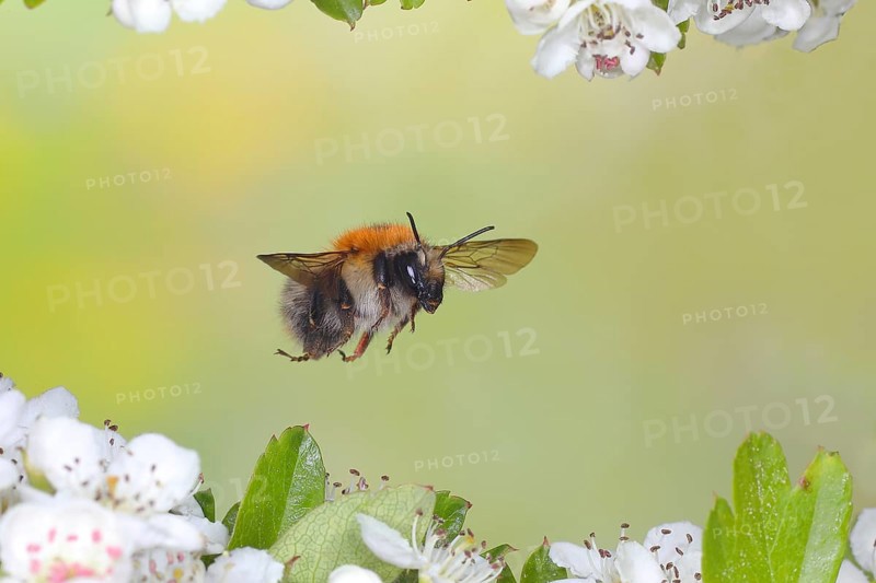 Common carder-bee