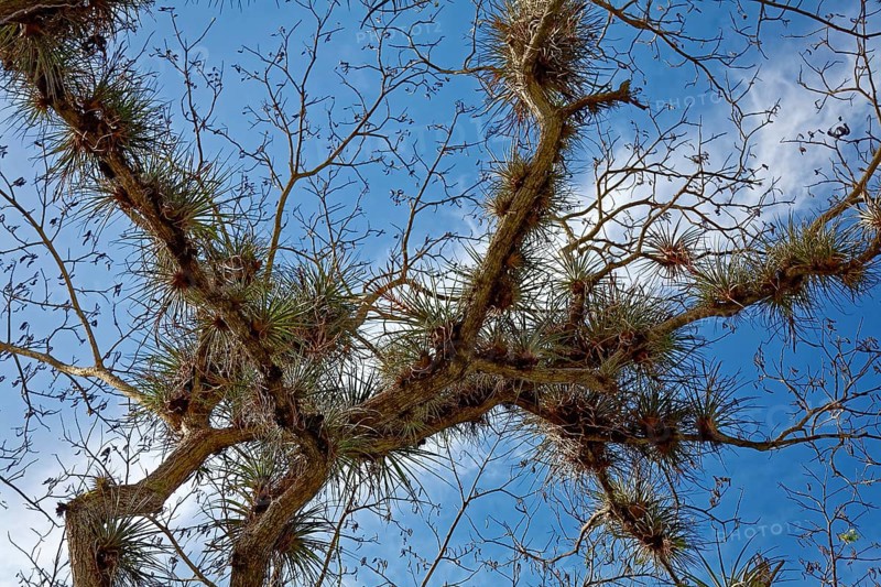 Tree overgrown with pincushion air plant