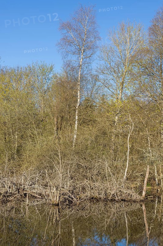 Dead trees in the Schwenninger moss