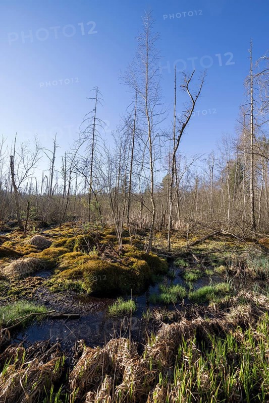 Schwenninger moss nature reserve
