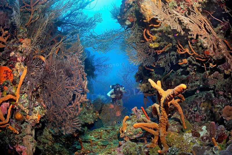 Diver with underwater camera photographs reef breach with black sea fan