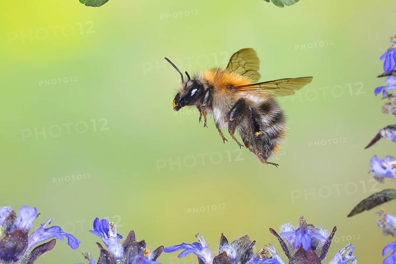 Common carder-bee