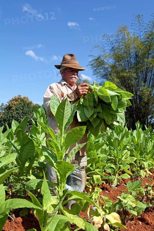 Tobacco farmer with hat picking tobacco leaves in field
