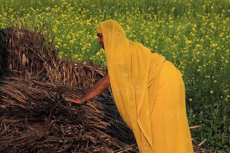 North India