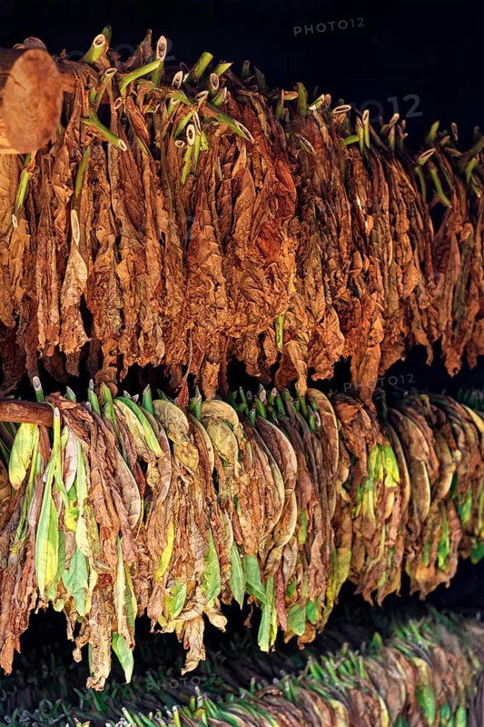 Tobacco leaves hanging to dry on wooden rack in barn