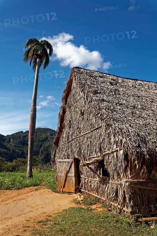 Tobacco plantation with barn for drying tobacco leaves