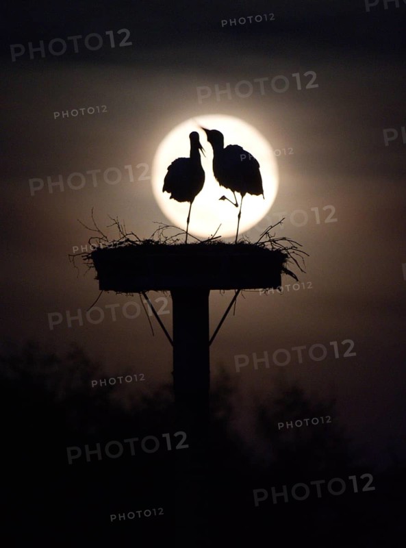 Pair of storks