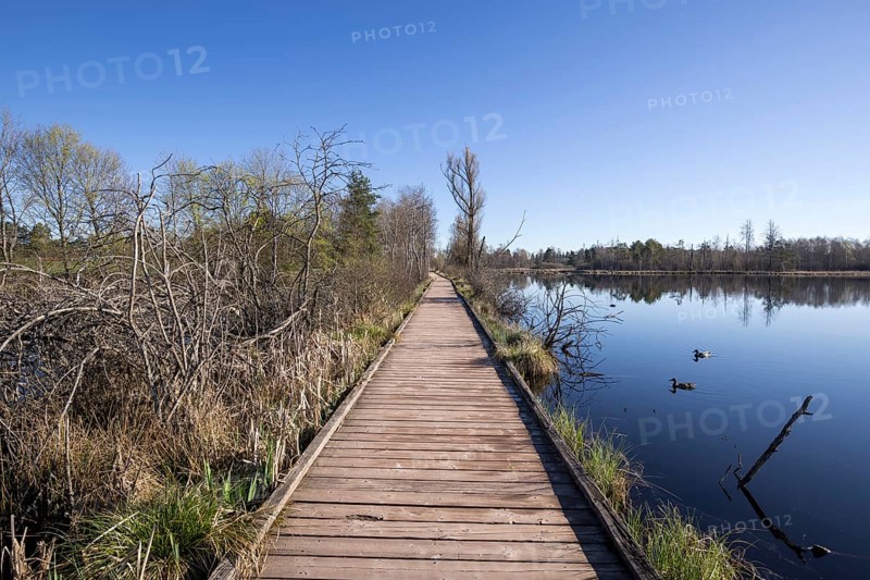 Wooden footbridge in the Schwenninger moss nature reserve