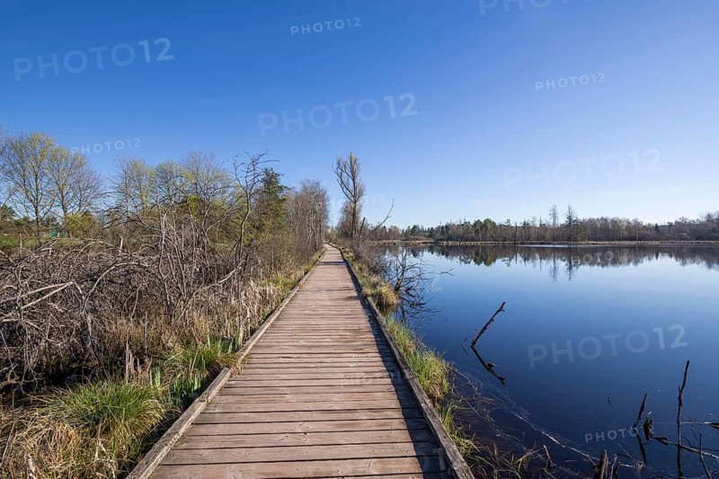 Wooden footbridge in the Schwenninger moss nature reserve