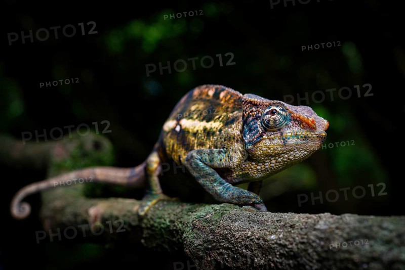 A male chameleon of the amber chamaeleon