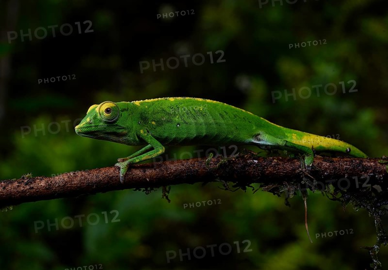 A male chameleon of the genus