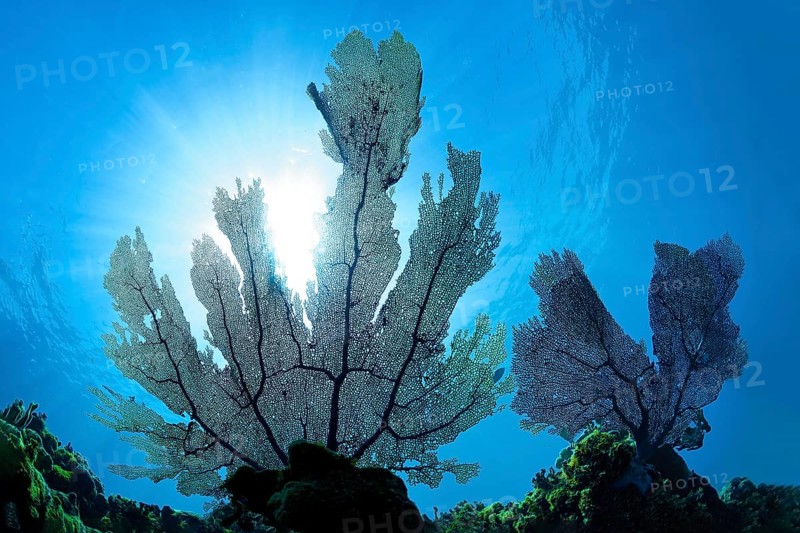 Common sea fan
