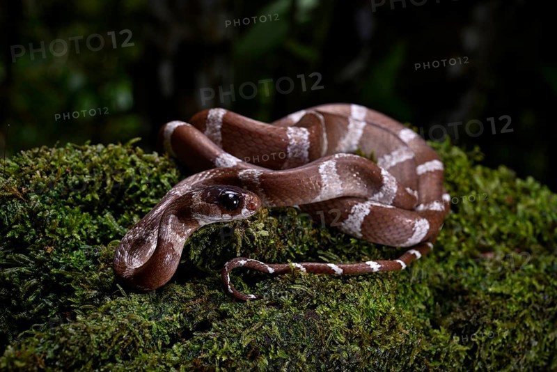 A snake of the genus