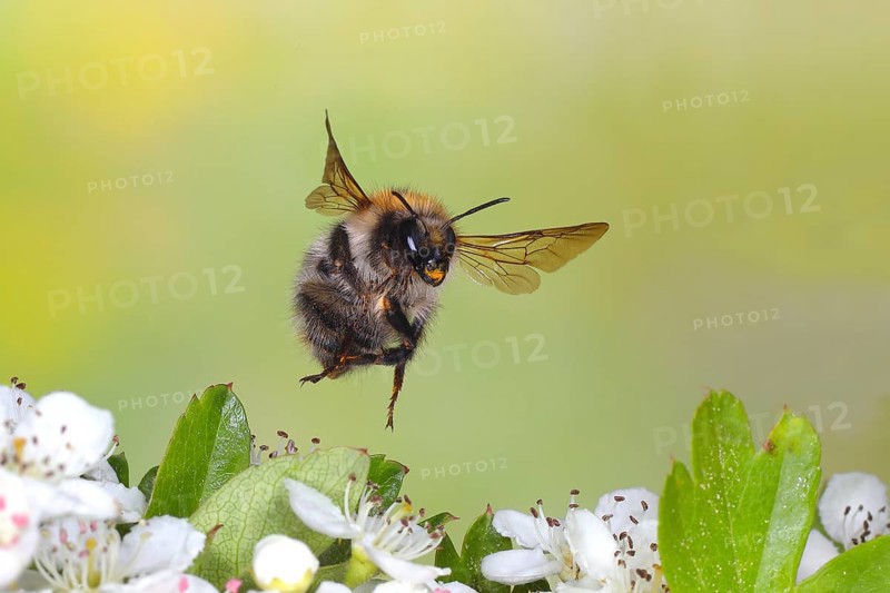 Common carder-bee