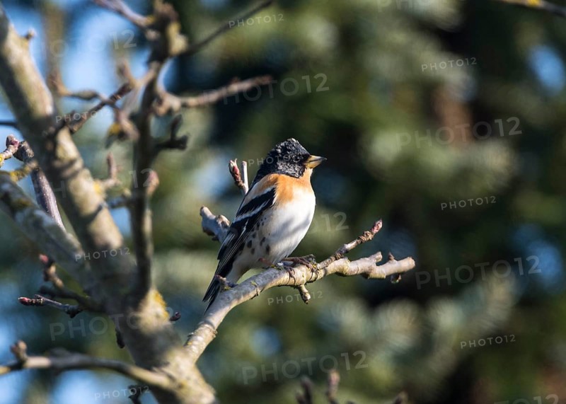 Brambling