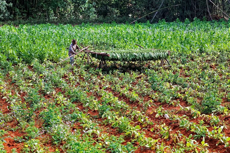Tobacco farmer on tobacco platage with tobacco leaves hung up to dry
