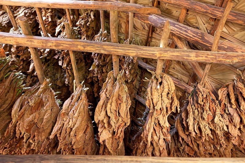 Tobacco leaves hanging to dry on wooden rack in barn