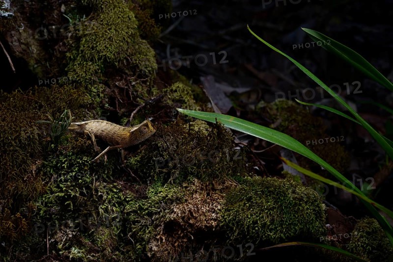Marojejy leaf chameleon