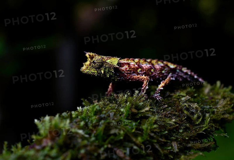Earth chameleon