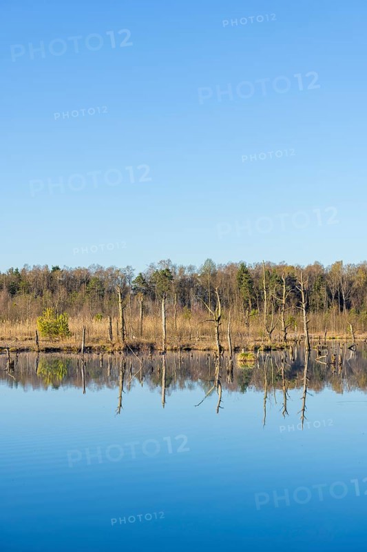 Dead trees in the Schwenninger moss