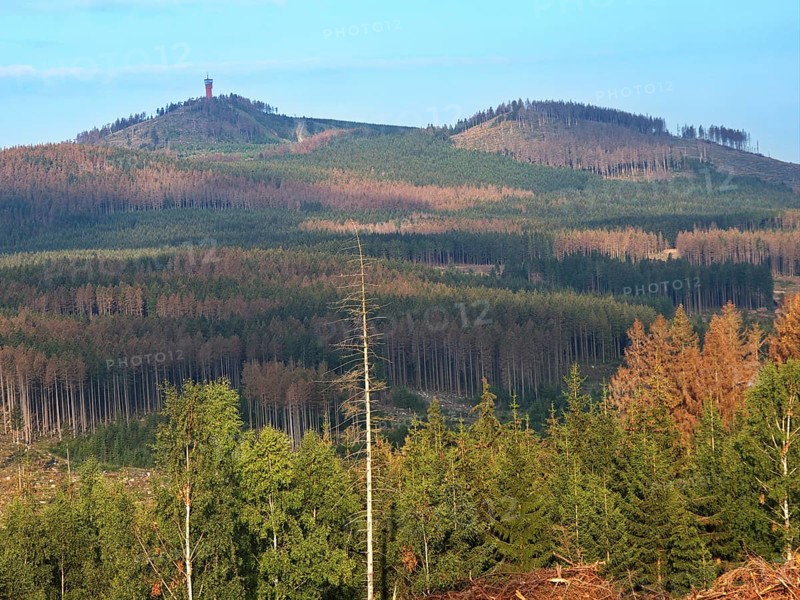 The Wurmberg and coniferous forests damaged by the bark beetle in the High Harz Mountains