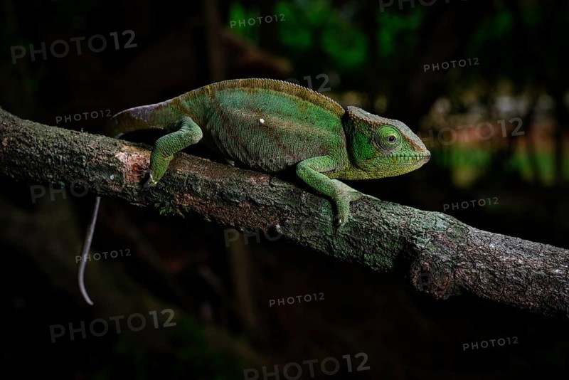 A female chameleon of the amber chamaeleon