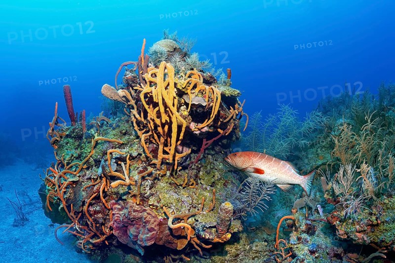 Typical Caribbean coral