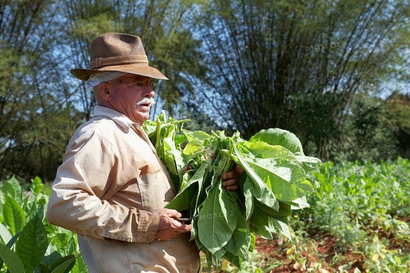 Tobacco farmer with hat picking tobacco leaves in field