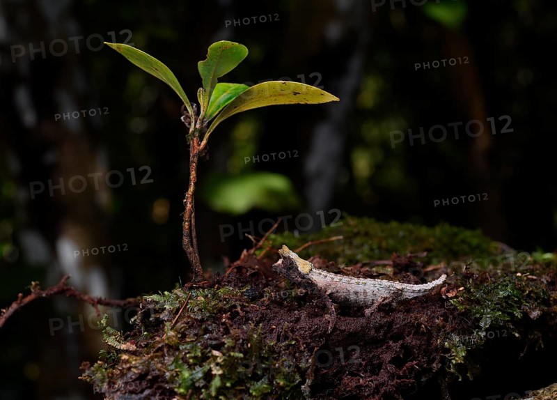 Earth chameleon of the genus