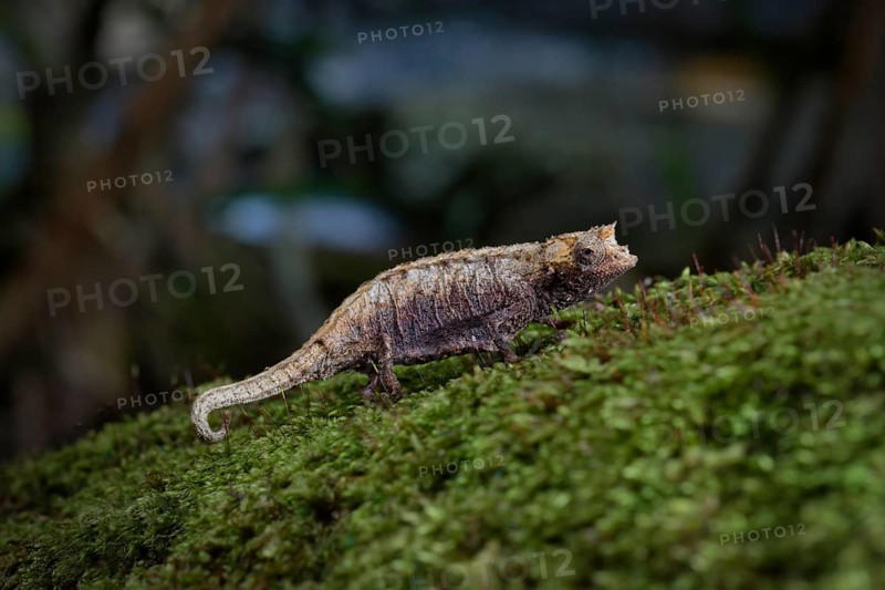 Earth chameleon of the genus