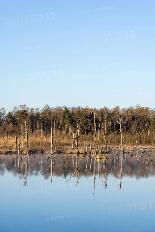 Dead trees in the Schwenninger moss