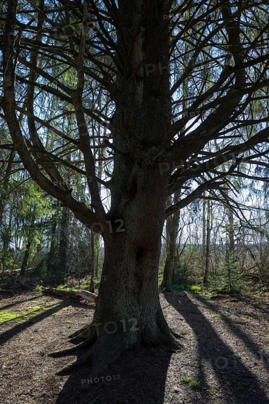 Old fir tree in the Schwenninger moss nature reserve