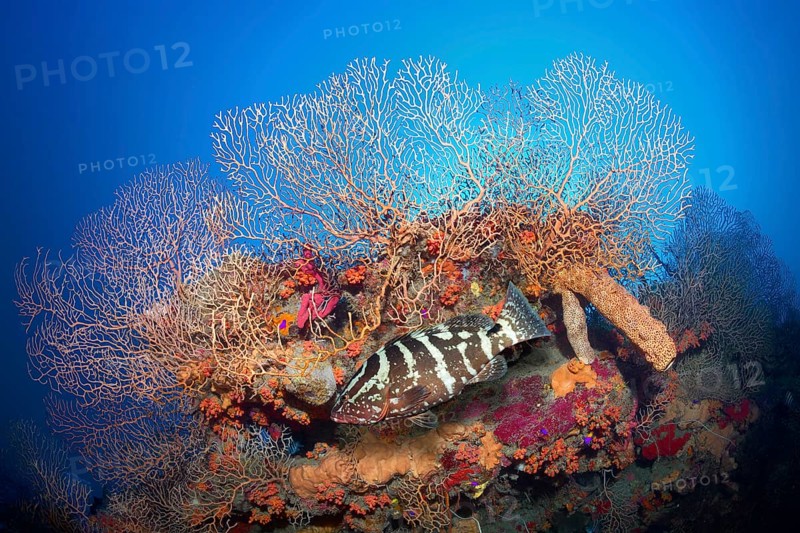 Nassau grouper