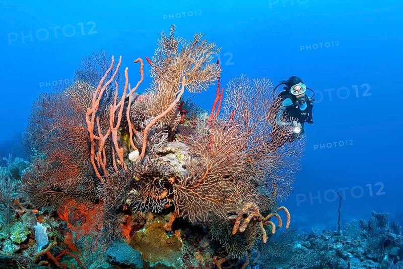 Diver looking at coral block with deep sea black sea fan