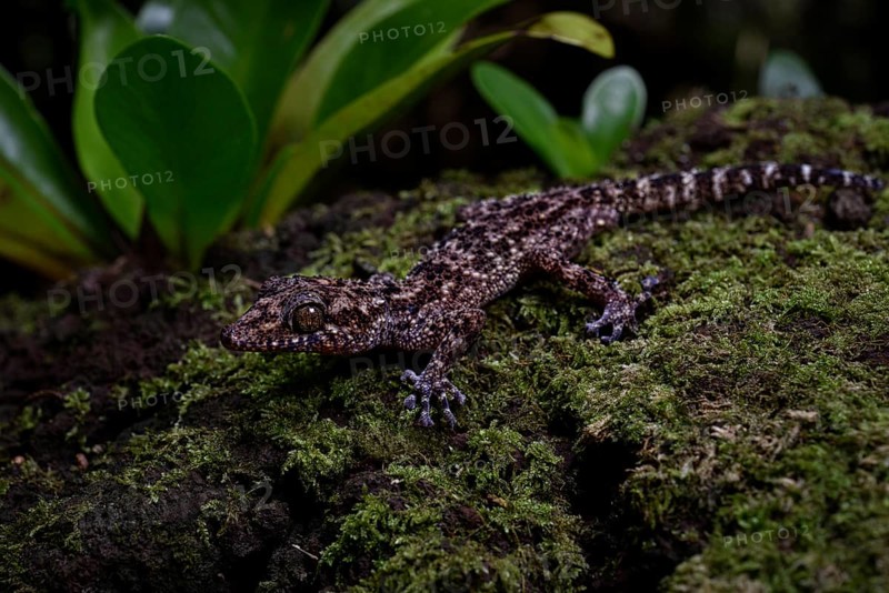Big-headed gecko of the genus