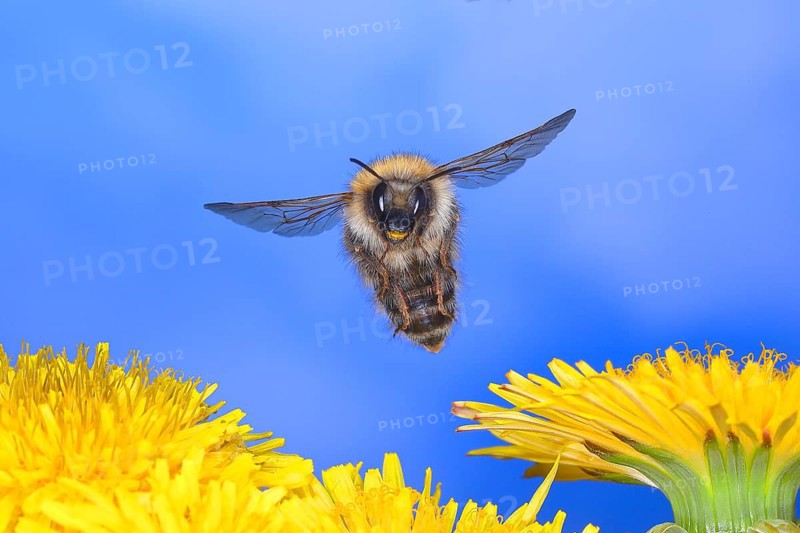 Common carder-bee