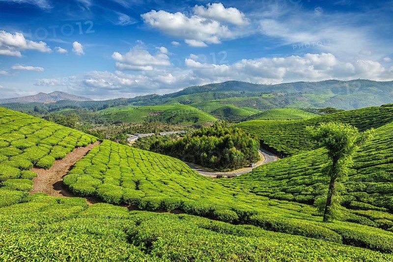 Green tea plantations in the morning