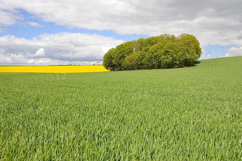 Deciduous tree grove between flowering rape
