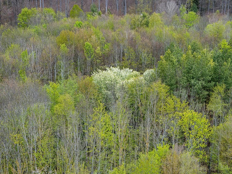 Baeume im Naturpark Schoenbuch bei Herrenberg