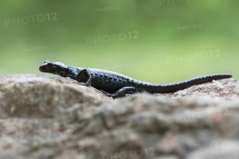 Alpine salamander