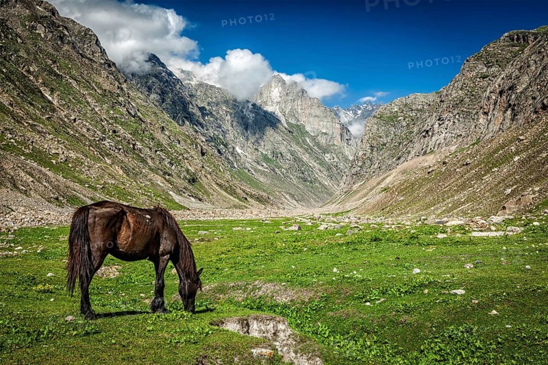 Horse grazing in Himalayas. Lahaul valley
