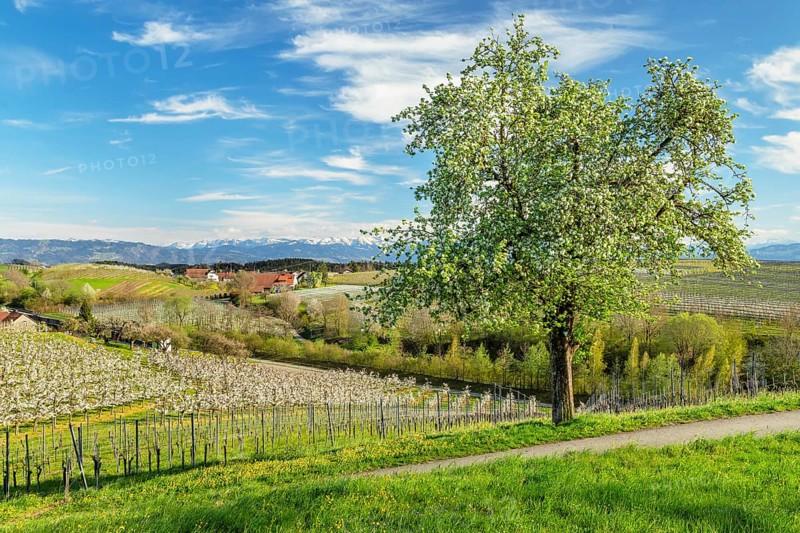 Fruit tree blossom near Kressbronn with a view of the Swiss Alps