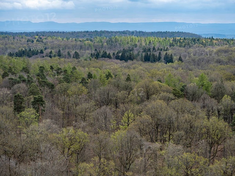 Baeume im Naturpark Schoenbuch bei Herrenberg